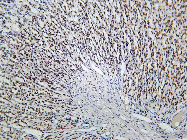 Rat stomach was stained with Anti-Rad21 rabbit antibody