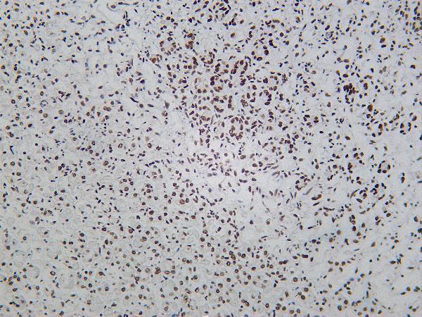 Mouse stomach was stained with Anti-Rad21 rabbit antibody