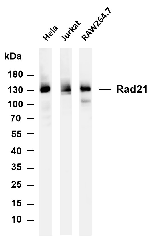 m01864 3 rad21 primary antibodies wb testing 1