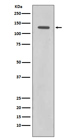Western blot analysis of Rad21 expression in HeLa cell lysate