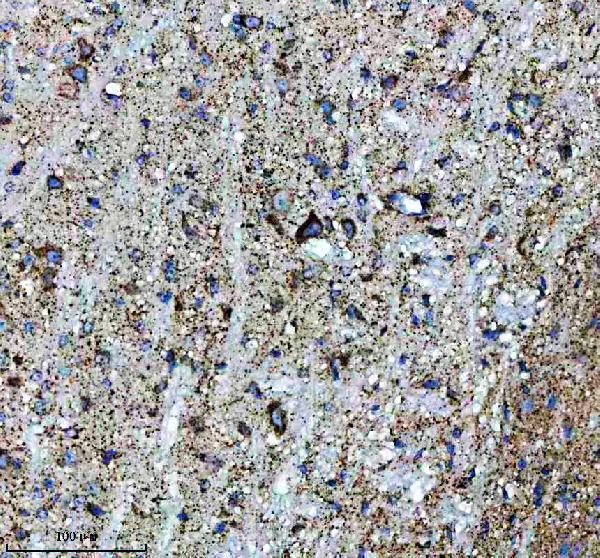 m01866 glud1 primary antibodies ihc testing 4