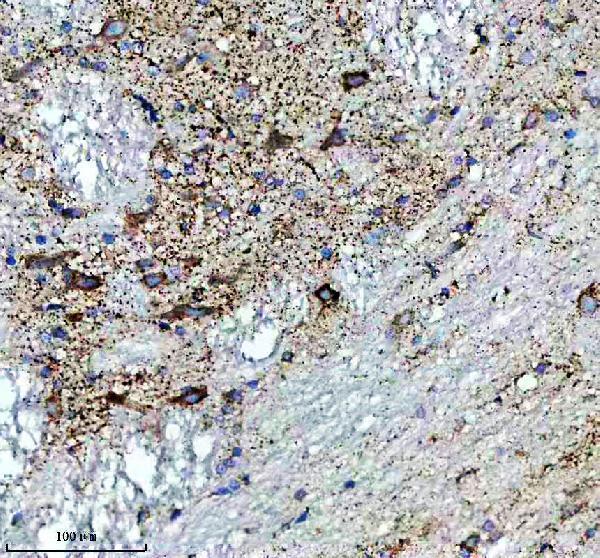 m01866 glud1 primary antibodies ihc testing 5