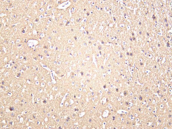 Rat brain was stained with anti-GAP43 rabbit antibody