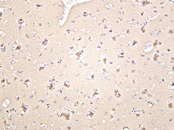 m01868 5 gap43 primary antibodies ihc testing 4