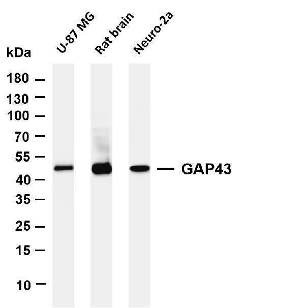 m01868 5 gap43 primary antibodies wb testing 1