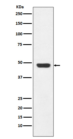 Western blot analysis of GAP43 expression in SH-SY5Y cell lysate