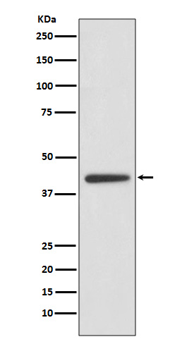 m01869 wb