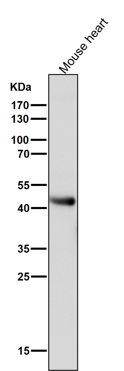 All lanes use the Antibody at 1:1K dilution for 1 hour at room temperature