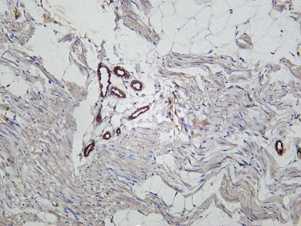 Rat colon was stained with Anti-TMEM173 rabbit antibody