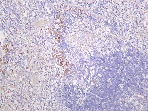 Mouse spleen was stained with anti-TMEM173 rabbit antibody