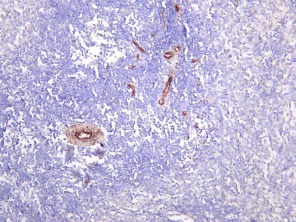 Rat spleen was stained with anti-TMEM173 rabbit antibody