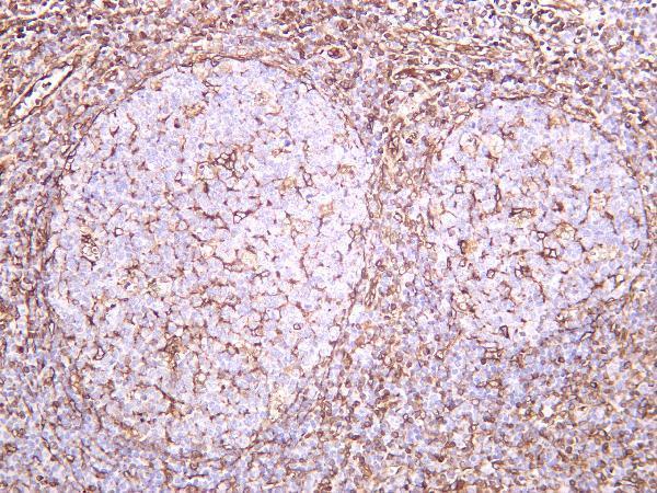 m01871 3 tmem173 primary antibodies ihc testing 4