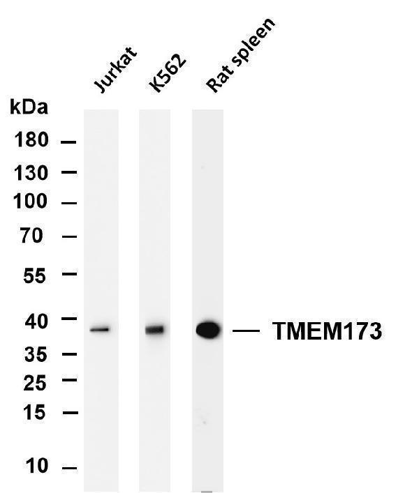 m01871 3 tmem173 primary antibodies wb testing 1