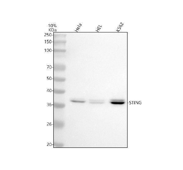 m01871 sting primary antibodies wb testing 1