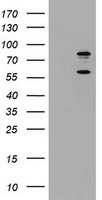 m01872 anti trif ticam1 mouse monoclonal antibody clone id oti1g7 wb testing 1