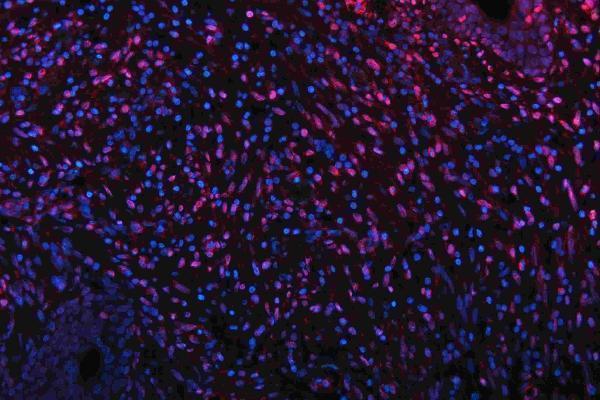 m01874 qk1 primary antibodies if testing 18