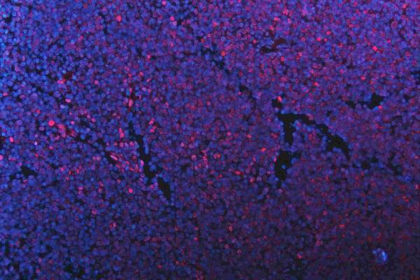 m01874 qk1 primary antibodies if testing 20