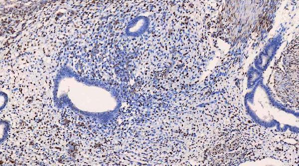 m01874 qk1 primary antibodies ihc testing 15