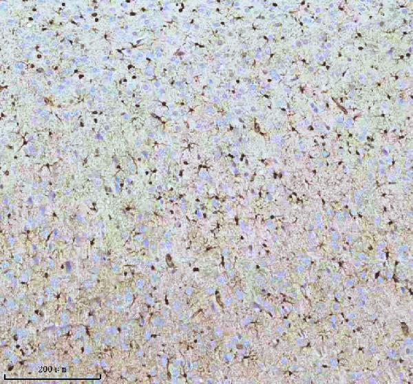 m01874 qki primary antibodies ihc testing 10
