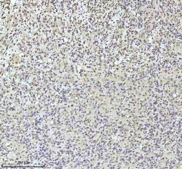 m01874 qki primary antibodies ihc testing 2_1