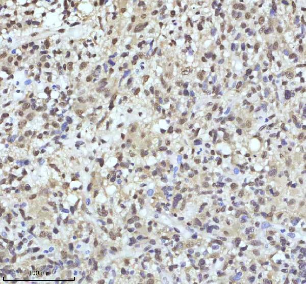 m01874 qki primary antibodies ihc testing 3_1