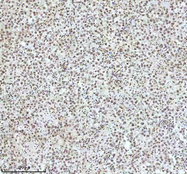 m01874 qki primary antibodies ihc testing 4_1