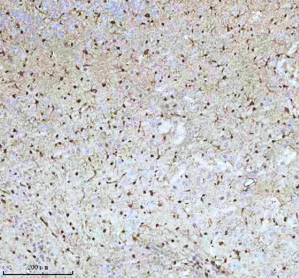 m01874 qki primary antibodies ihc testing 6