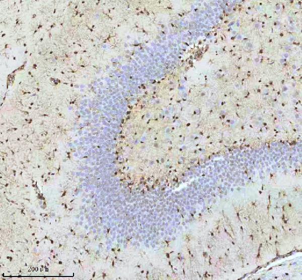 m01874 qki primary antibodies ihc testing 8