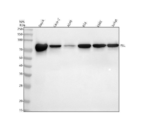 m01880 rel primary antibodies wb testing 1