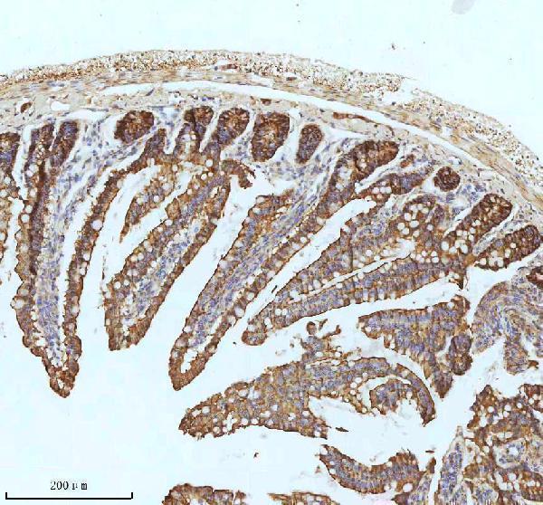 m01884 2 xdh primary antibodies ihc testing 4