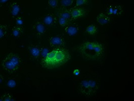 m01885 2 anti fsh beta fshb mouse monoclonal antibody clone id oti3a9 if testing 4