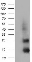 m01885 2 anti fsh beta fshb mouse monoclonal antibody clone id oti3a9 wb testing 1
