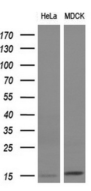 m01885 2 anti fsh beta fshb mouse monoclonal antibody clone id oti3a9 wb testing 2