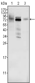 m01889 mdm4 primary antibodyes wb testing 1