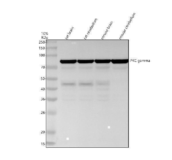 Western blot analysis of PKC gamma using anti-PKC gamma antibody (M01890-2)