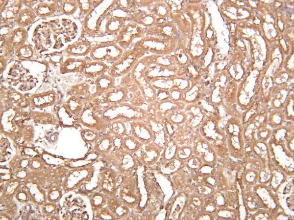 Rat kidney was stained with anti-Rab 5A rabbit antibody