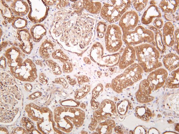 Human kidney was stained with anti-Rab 5A rabbit antibody