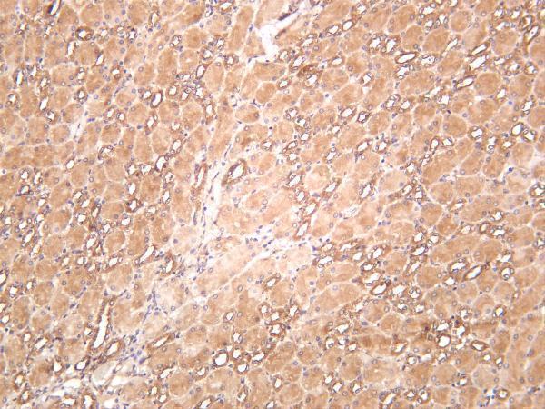 Mouse kidney was stained with anti-Rab 5A rabbit antibody