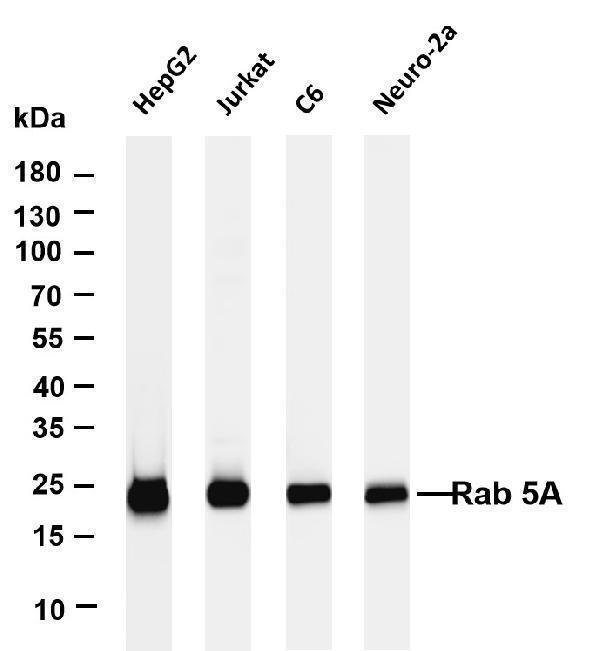 m01891 2 rab5a primary antibodies wb testing 1