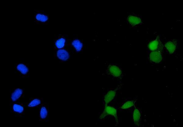 m01893 1 pp2a1 primary antibodies if testing 2