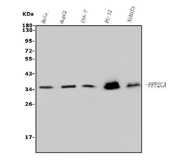 m01893 1 pp2a1 primary antibodies wb testing 1