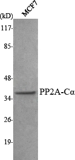 m01893 ppp2ca primary antibodyes wb testing 1