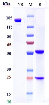 Anti-Complement C5aR1 Reference Antibody (avdoralimab) on SDS-PAGE under reducing (R) condition