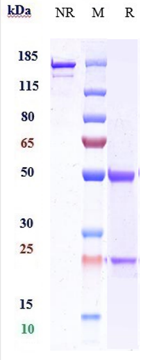 Anti-Complement C5aR1 Reference Antibody (G2 patent anti-C5aR) on SDS-PAGE under reducing (R) condition
