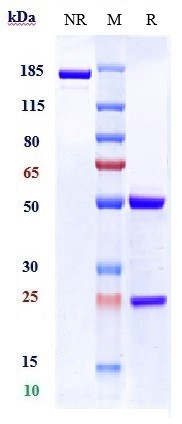 Anti-Complement C5aR1 Reference Antibody (G2_anti-C5aR) on SDS-PAGE under reducing (R) condition