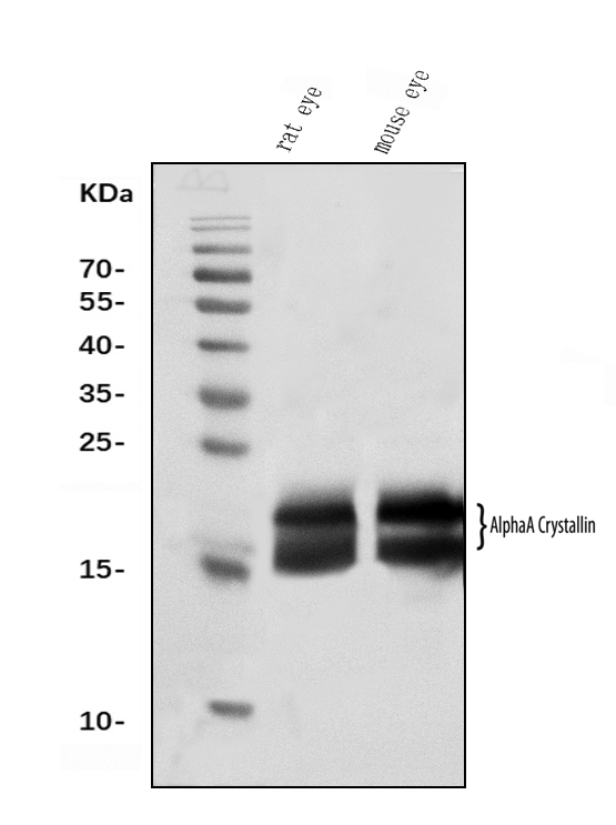  Western blot analysis of Alpha A Crystallin using anti-Alpha A Crystallin antibody (M01900-2)