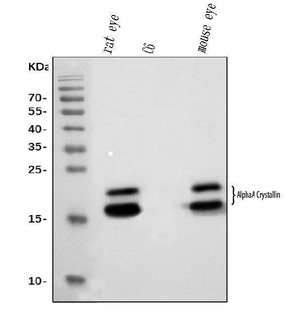  Western blot analysis of Alpha A Crystallin using anti-Alpha A Crystallin antibody (M01900-3)