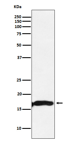 Western blot analysis of CRYAA expression in Mouse eyeball lysate