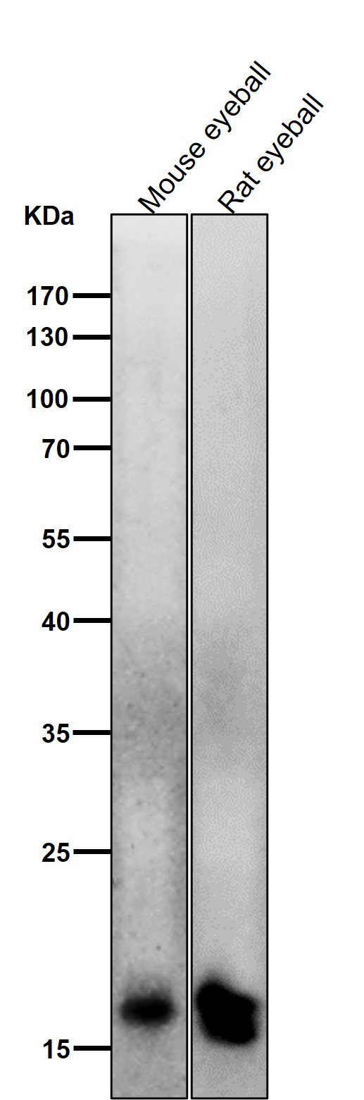 All lanes use the Antibody at 1:1K dilution for 1 hour at room temperature