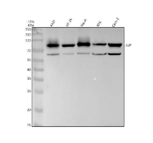 Western blot analysis of JUP using anti-JUP antibody (M01901-1)